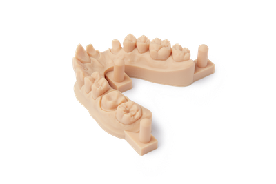 dental model